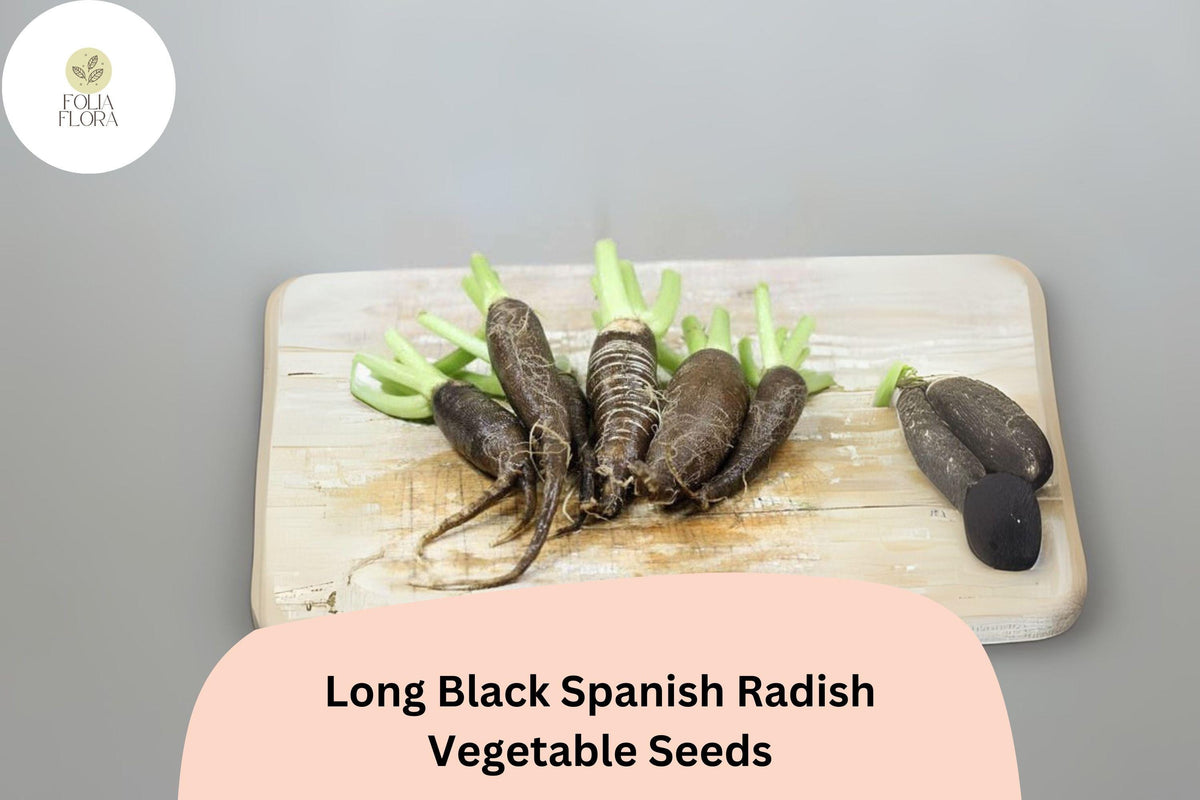 500 Long Black Spanish Radish Seeds – Heirloom Winter Radish for Planting