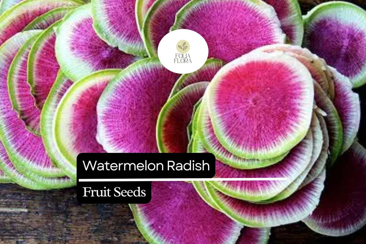 500 Watermelon Radish Seeds - Heirloom Red Meat Radish for Garden Planting