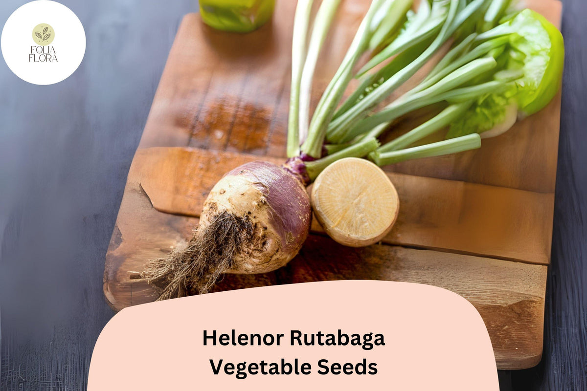 500 Helenor Rutabaga Seeds – Heirloom Brassica Root Vegetable for Garden Planting