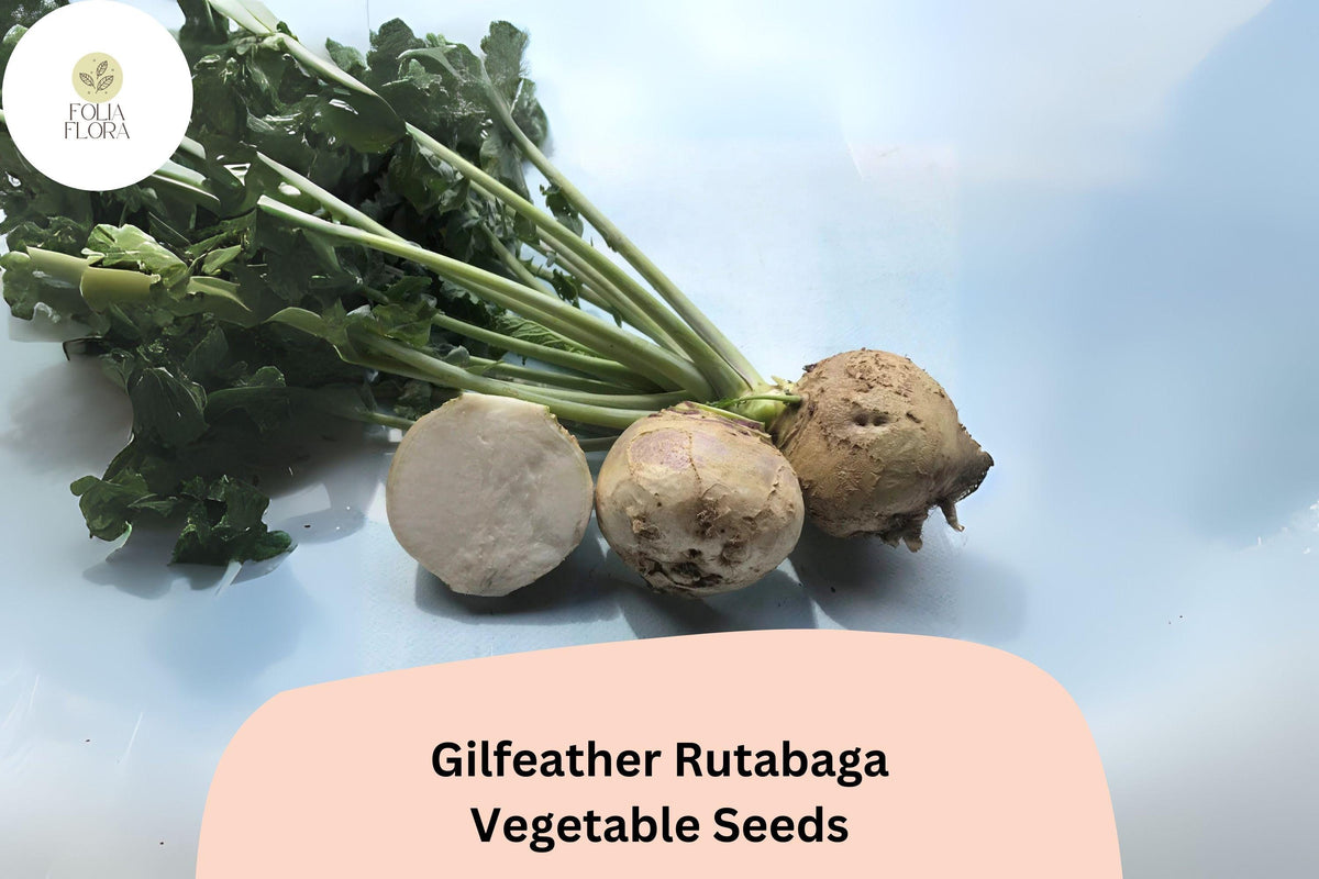 500 Gilfeather Rutabaga Seeds – Heirloom Vermont Root Vegetable Seeds for Planting