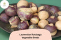 Laurentian Rutabaga Seeds – 500 Heirloom Canadian Root Vegetable Seeds for Planting