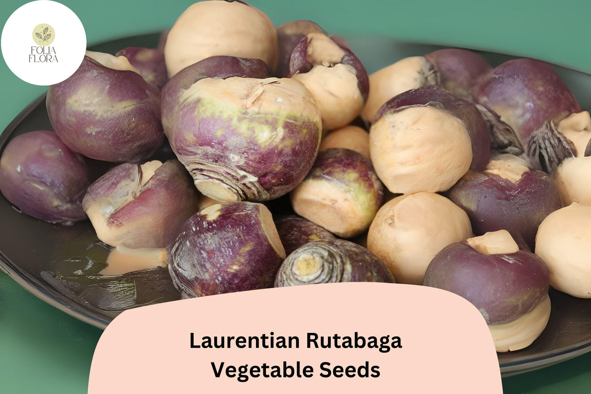 Laurentian Rutabaga Seeds – 500 Heirloom Canadian Root Vegetable Seeds for Planting