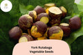 500 York Rutabaga Seeds - Heirloom Root Vegetable Seeds for Garden Planting