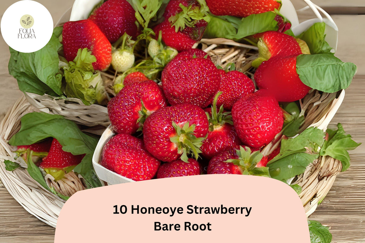 10 Honeoye Strawberry Plants Live Bare Root June Bearing Fragaria × ananassa