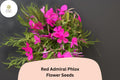 100 Red Admiral Phlox Seeds – Bright Red Garden Flowers