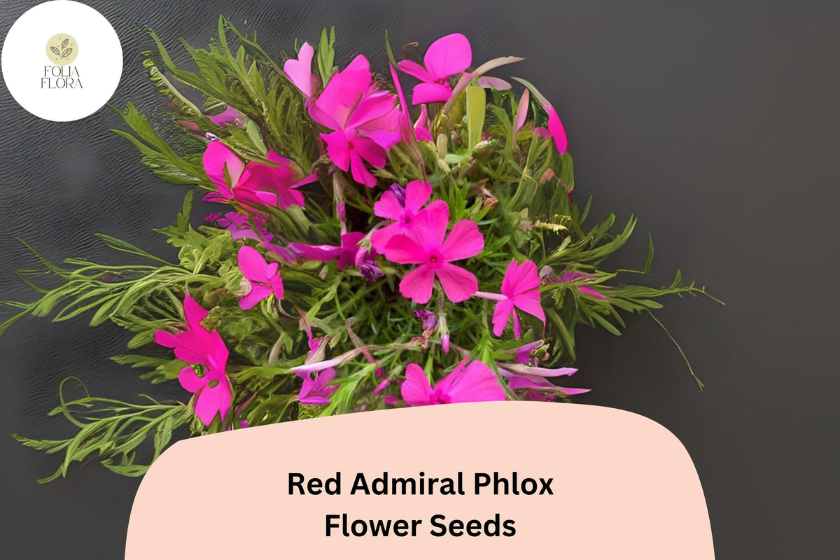 100 Red Admiral Phlox Seeds – Bright Red Garden Flowers
