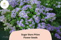 100 Sugar Stars Phlox Seeds – Violet Blue Starry Garden Flowers