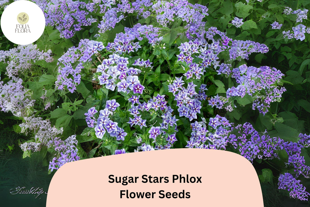 100 Sugar Stars Phlox Seeds – Violet Blue Starry Garden Flowers