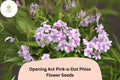 100 Opening Act Pink-a-Dot Phlox Seeds – Perennial Garden Flower