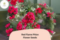 Red Flame Phlox Seeds – Tall Perennial Flower (100 Seeds)