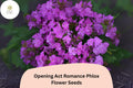 Purple Romance Phlox Seeds – Early Blooming Perennial Flower (100 Seeds)