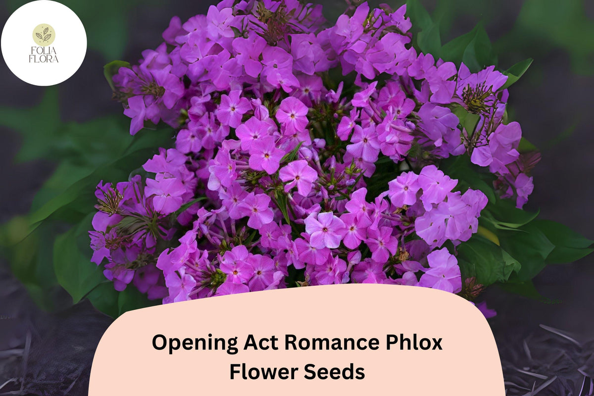 Purple Romance Phlox Seeds – Early Blooming Perennial Flower (100 Seeds)
