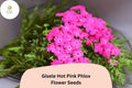 100 Gisele Hot Pink Phlox Seeds – Bright Annual Garden Flowers, Phlox drummondii