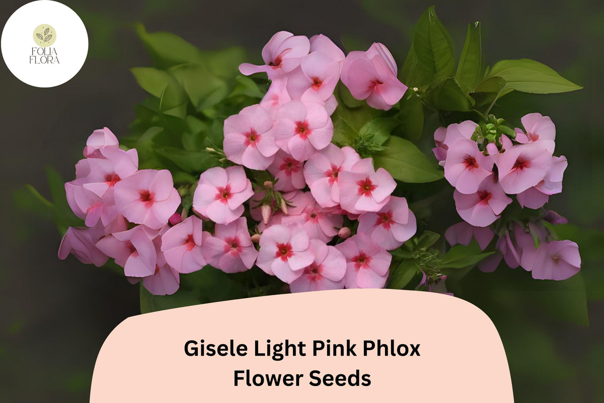 100 Gisele Light Pink Phlox Seeds – Annual Phlox drummondii Garden Flowers