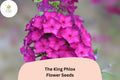 100 The King Phlox Seeds - Annual Garden Flowers, Phlox drummondii