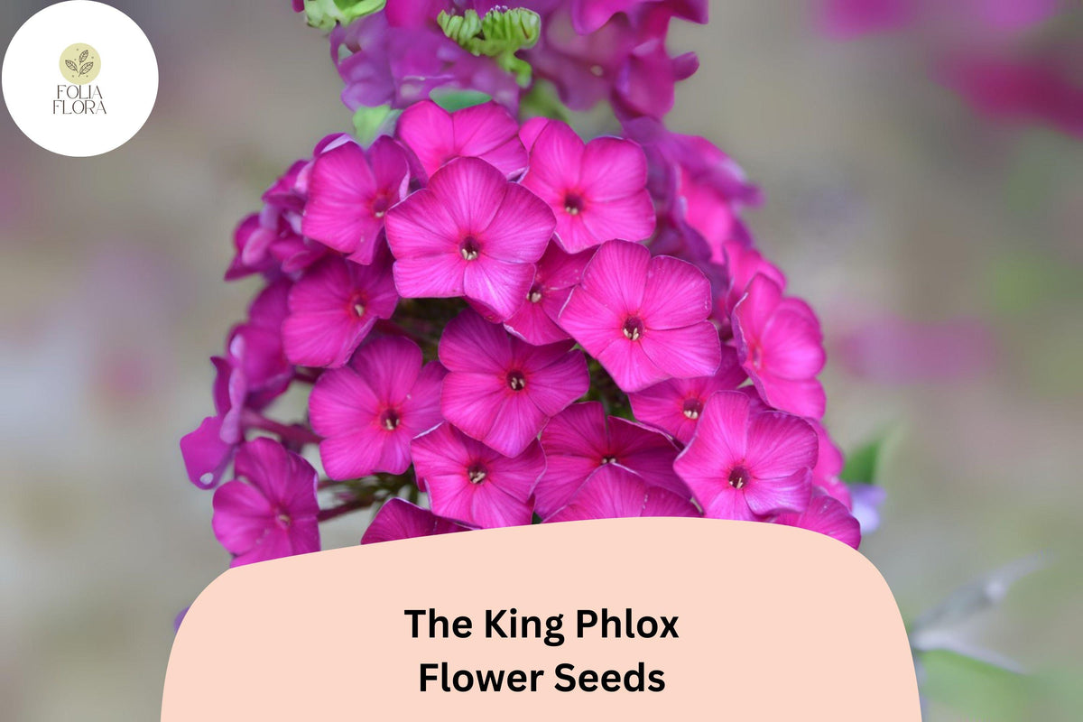 100 The King Phlox Seeds - Annual Garden Flowers, Phlox drummondii