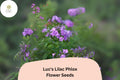 100 Luc's Lilac Phlox Seeds – Annual Garden Flowers, Phlox drummondii