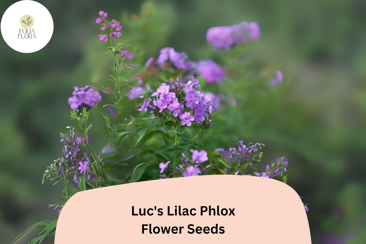 100 Luc's Lilac Phlox Seeds – Annual Garden Flowers, Phlox drummondii