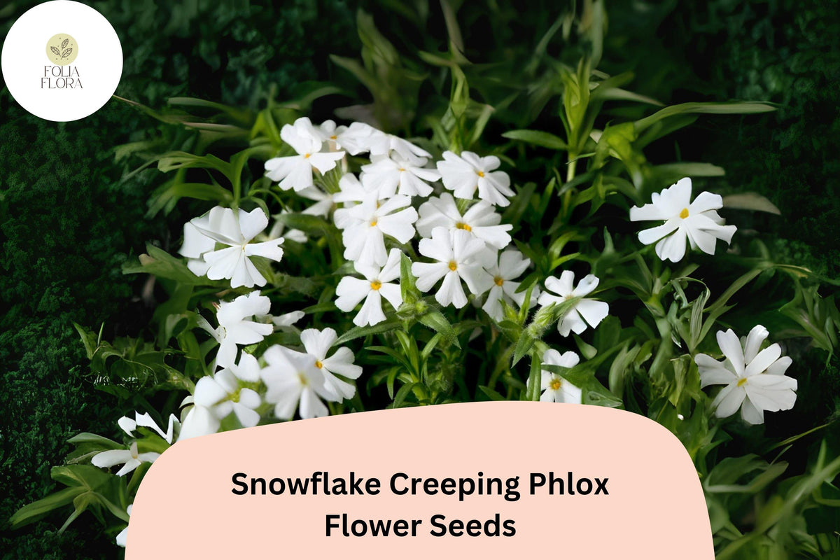 100 Snowflake Creeping Phlox Seeds - White Ground Cover Flowers, Phlox subulata