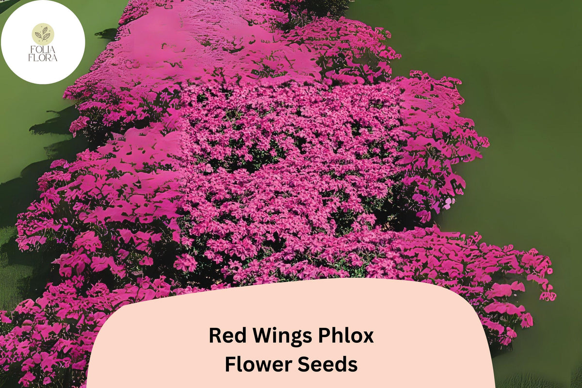 100 Red Wings Creeping Phlox Seeds - Phlox subulata Groundcover Flower