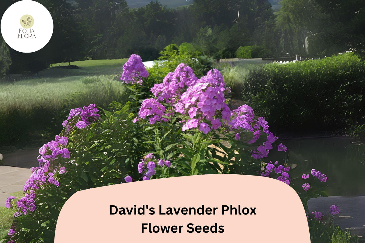 100 David's Lavender Phlox Seeds – Fragrant Perennial Garden Flowers, Phlox paniculata