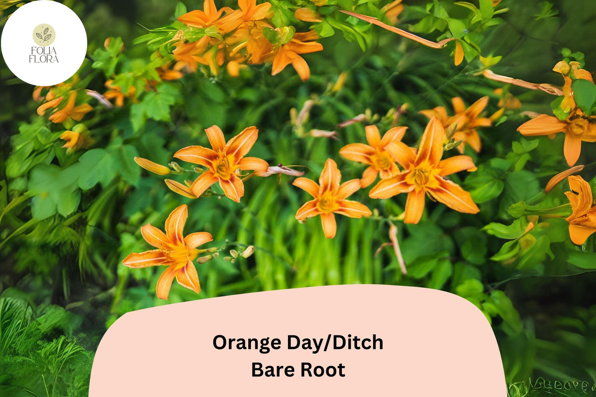 50 Orange Daylily Bare Root Plants | Hemerocallis fulva Perennial Ditch Lily