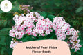 100 Mother of Pearl Phlox Seeds - Perennial Garden Flowers, Phlox paniculata