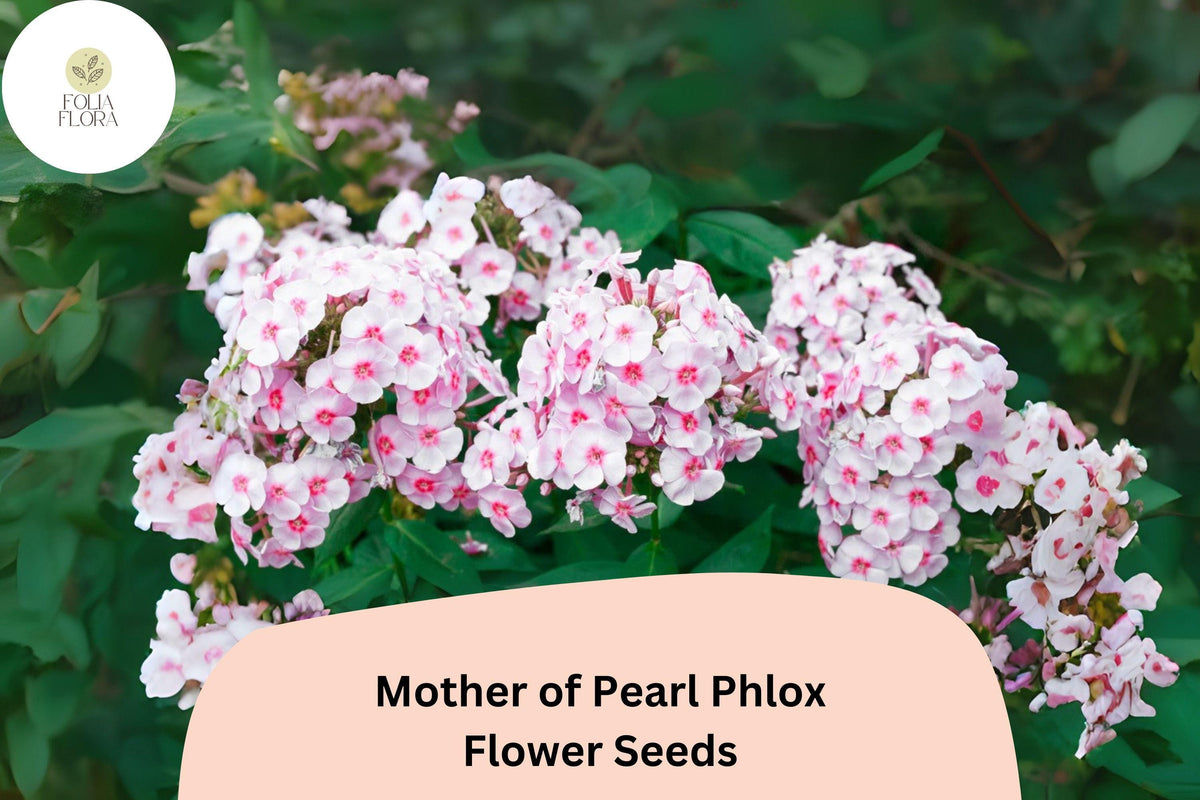 100 Mother of Pearl Phlox Seeds - Perennial Garden Flowers, Phlox paniculata
