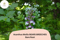 Acanthus mollis Bear's Breeches 3 Live Plants 6-12" Purple White Flower Perennial
