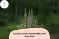 Acanthus mollis Bear's Breeches Live Plant 6 Inch Purple White Flower Perennial