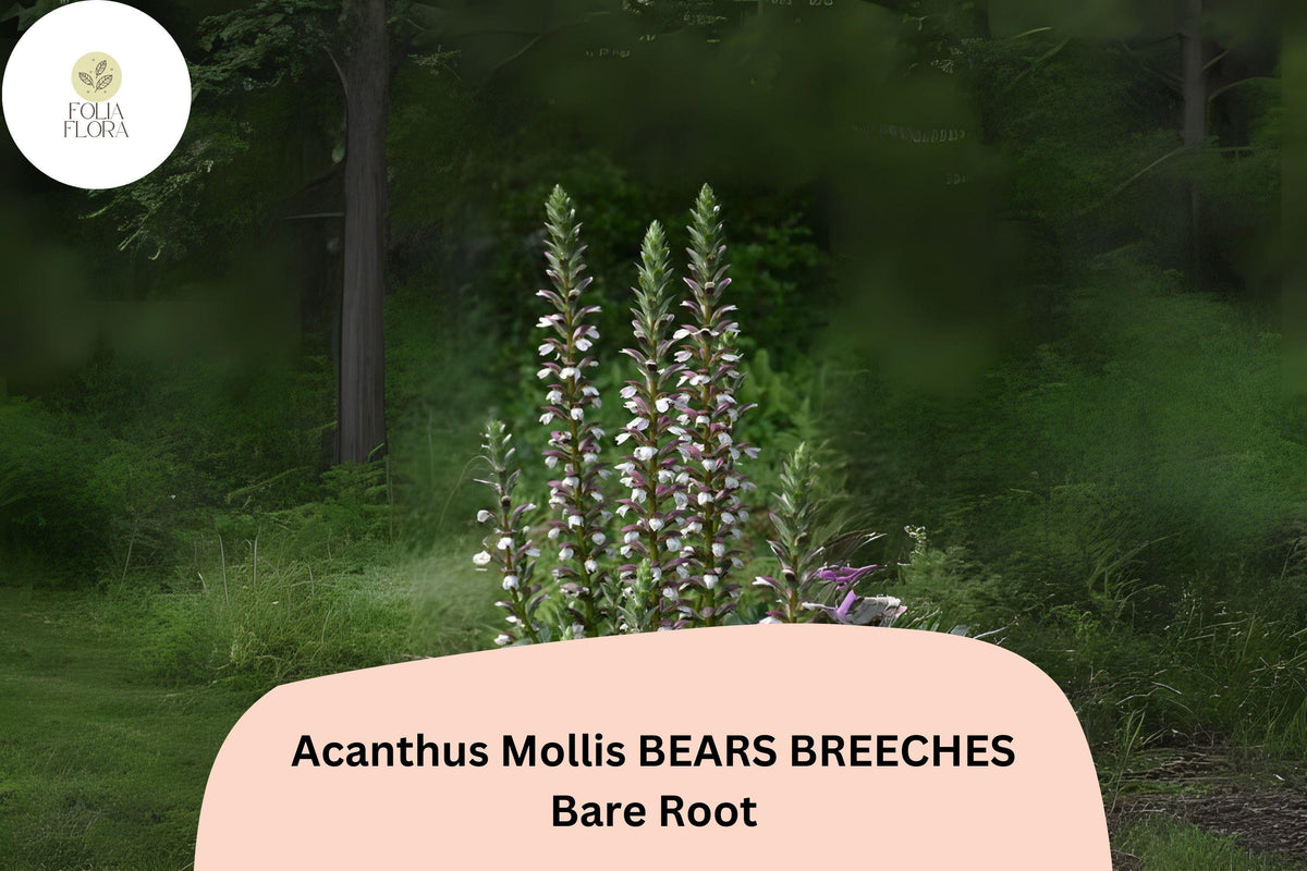 Acanthus mollis Bear's Breeches Live Plant 6 Inch Purple White Flower Perennial