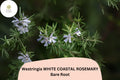 Westringia White Coastal Rosemary Live Plant – 1 Rooted Flowering Shrub 6–12”