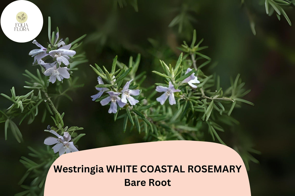Westringia White Coastal Rosemary Live Plant – 1 Rooted Flowering Shrub 6–12”