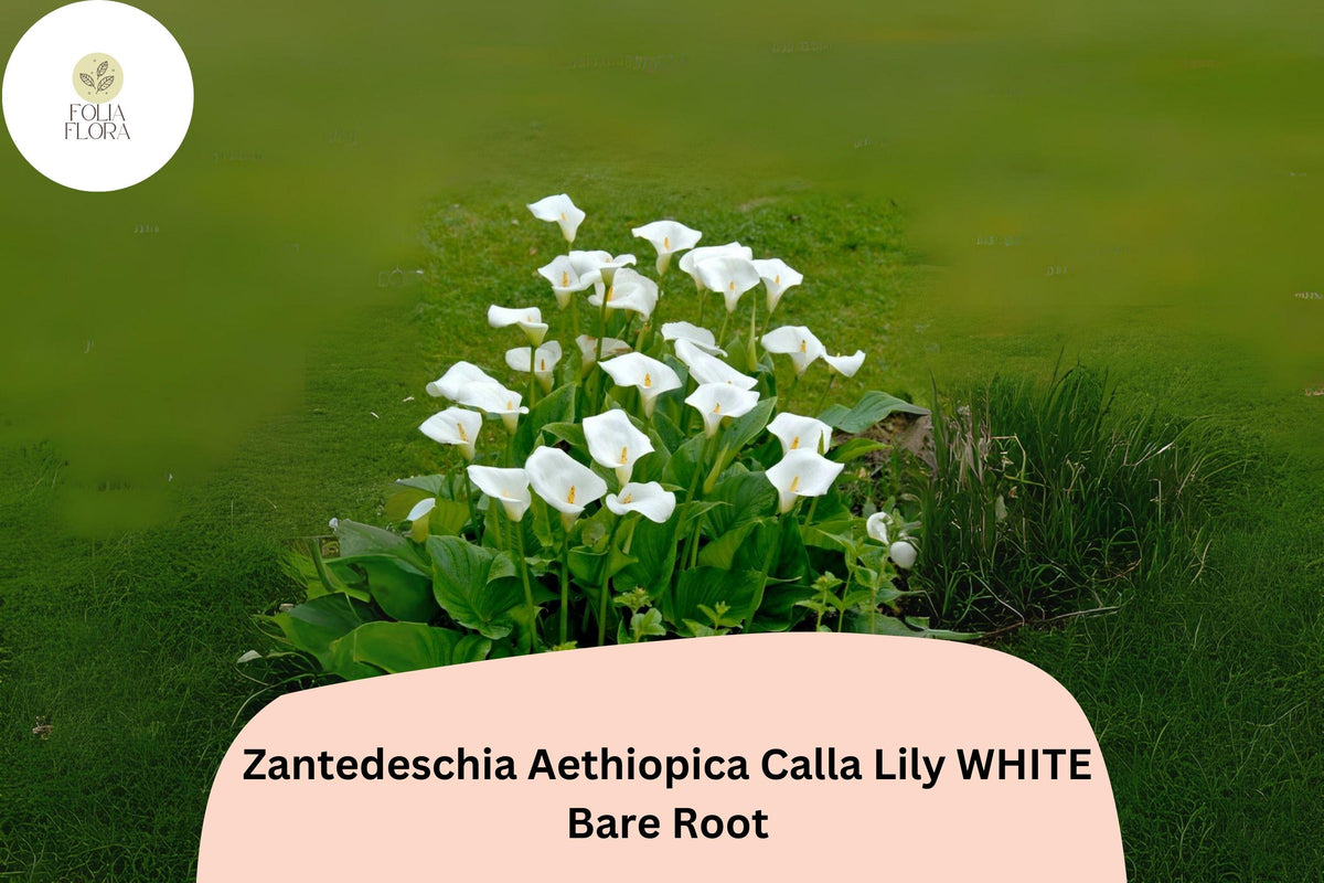 White Calla Lily - 5 Live Plants, 2 Inch Pots, Zantedeschia aethiopica