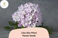 100 Lilac Star Phlox Seeds – Fragrant Perennial Garden Flowers
