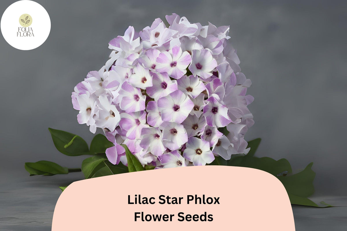 100 Lilac Star Phlox Seeds – Fragrant Perennial Garden Flowers