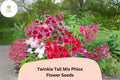 100 Twinkle Tall Mix Phlox Seeds – Star-Shaped Annual Flowers for Garden