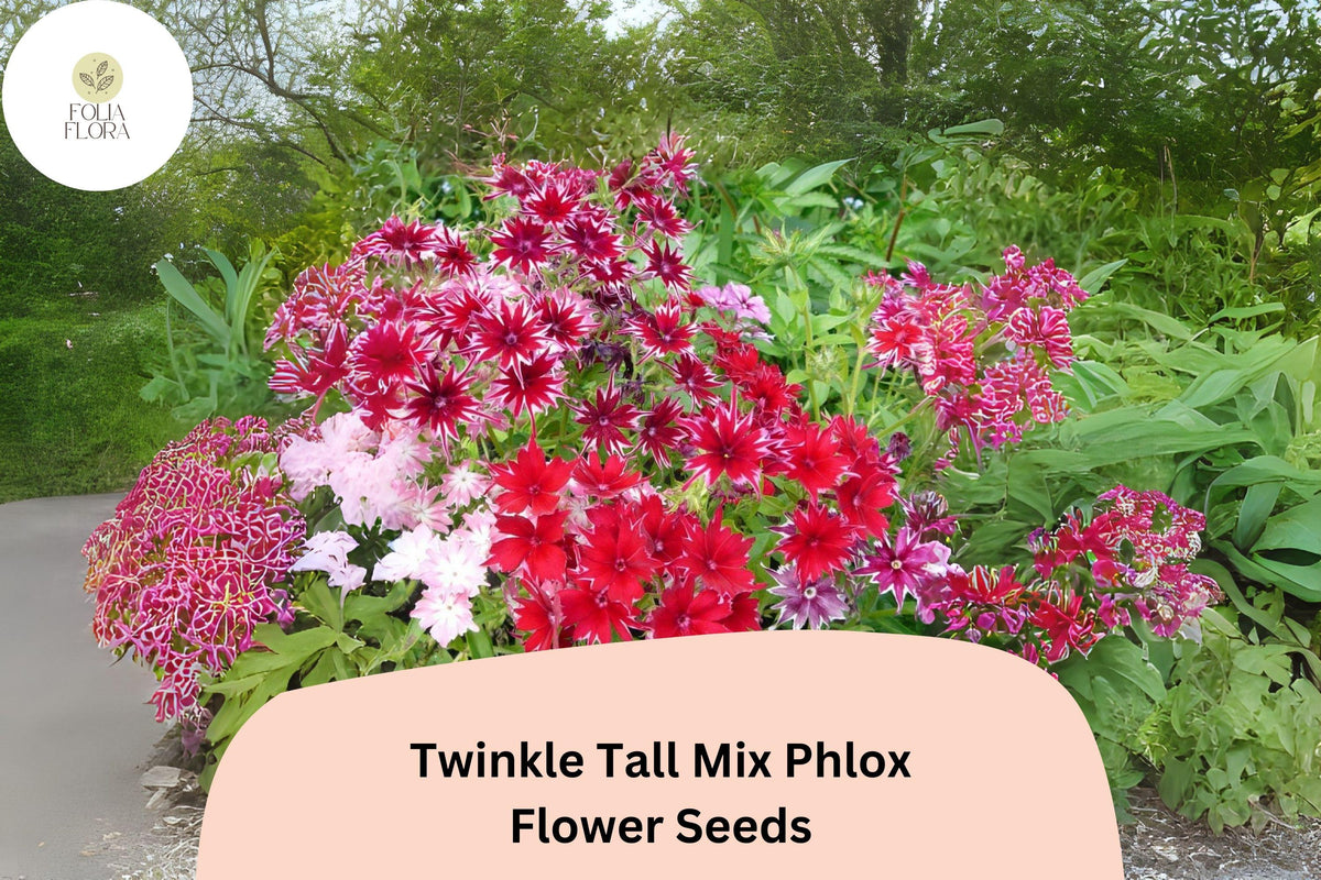 100 Twinkle Tall Mix Phlox Seeds – Star-Shaped Annual Flowers for Garden