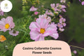 Cosimo Collarette Cosmos Seeds – 200 Seeds for Semi-Double Blooms