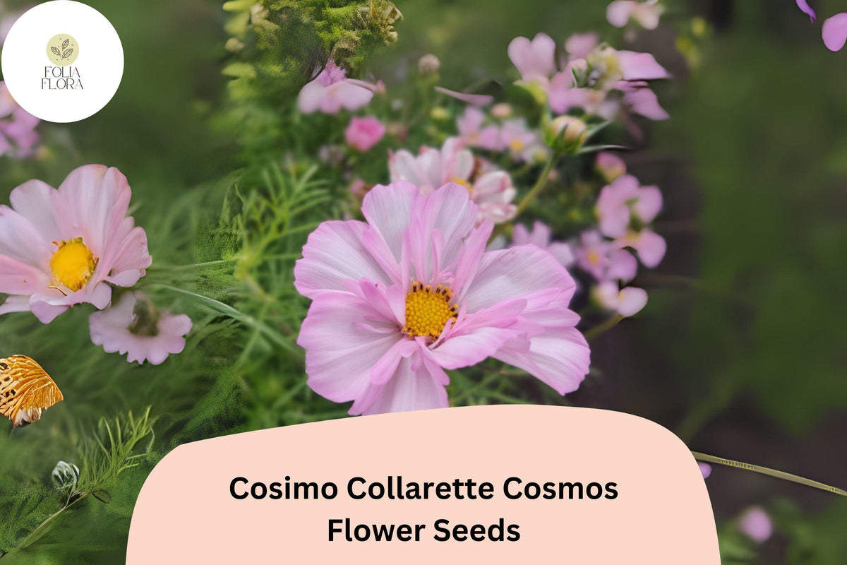 Cosimo Collarette Cosmos Seeds – 200 Seeds for Semi-Double Blooms