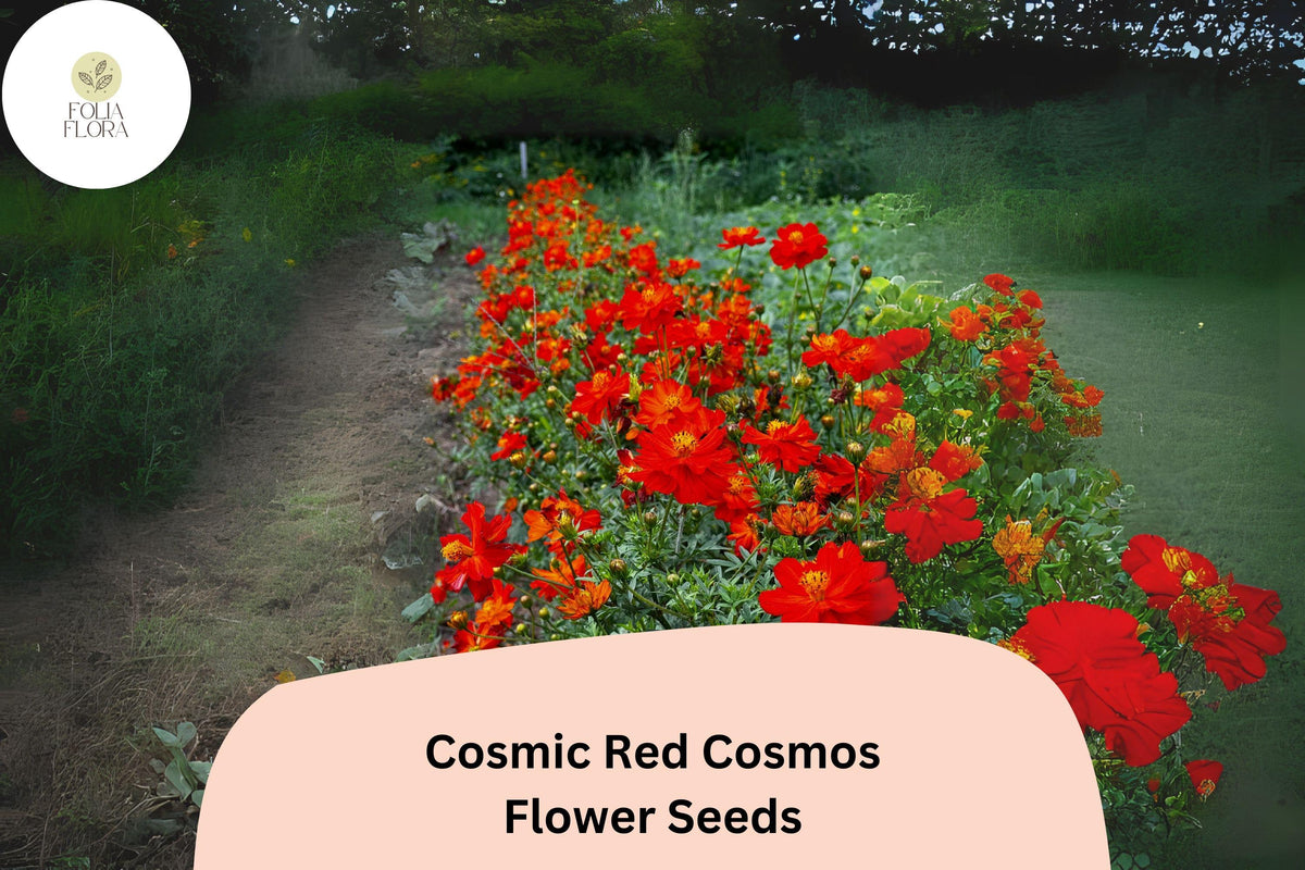 200 Cosmic Red Cosmos Seeds | Sulphureus Annual Flower