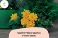 Cosmic Yellow Cosmos Seeds – 200 Sulphureus Flower Seeds for Garden Planting