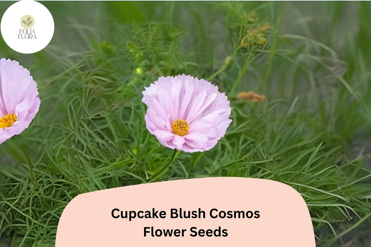 Cupcake Blush Cosmos Seeds – 200 Soft Pink Flower Seeds for Garden Planting