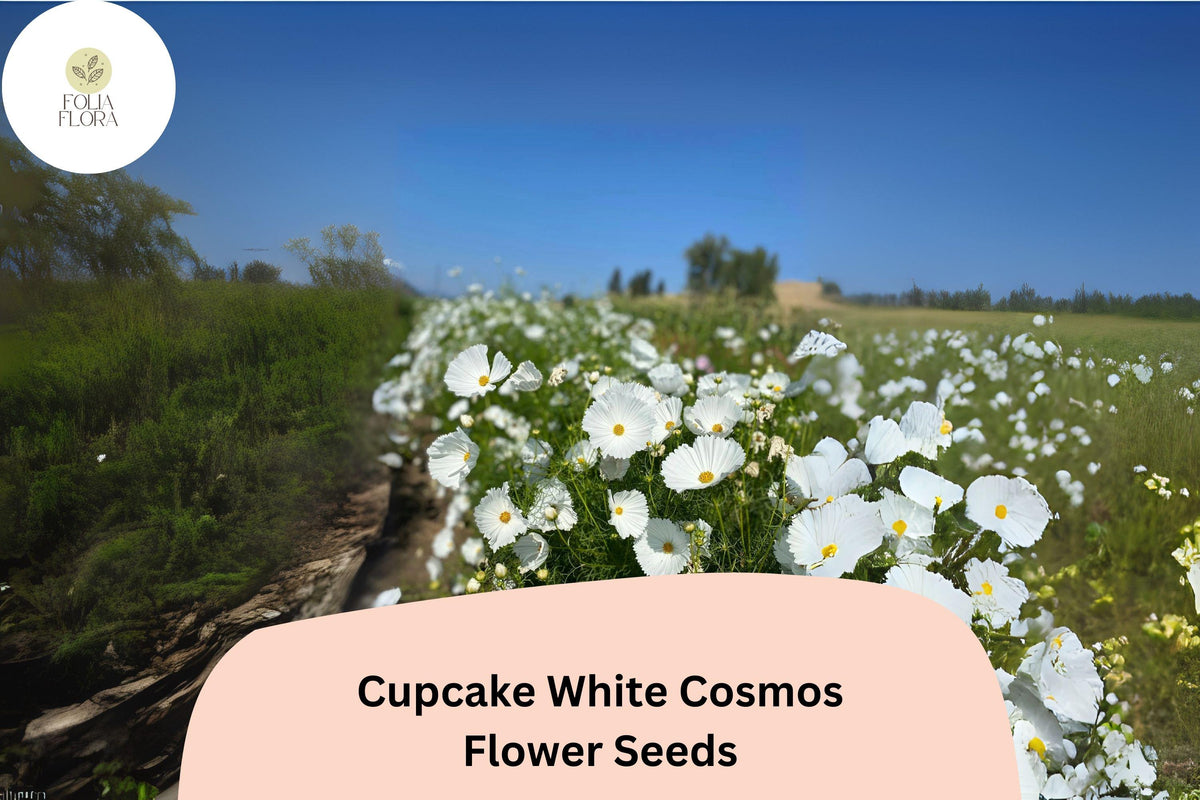 Cupcake White Cosmos Seeds – 200 Semi-Double Flower Seeds for Garden