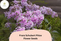 100 Franz Schubert Phlox Seeds - Lavender Perennial Phlox paniculata
