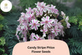 100 Candy Stripe Phlox Seeds - Creeping Phlox subulata Pink & White Ground Cover