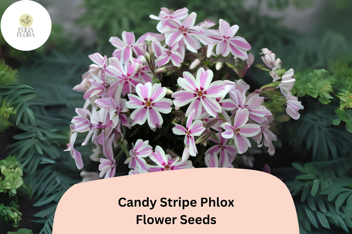 100 Candy Stripe Phlox Seeds - Creeping Phlox subulata Pink & White Ground Cover