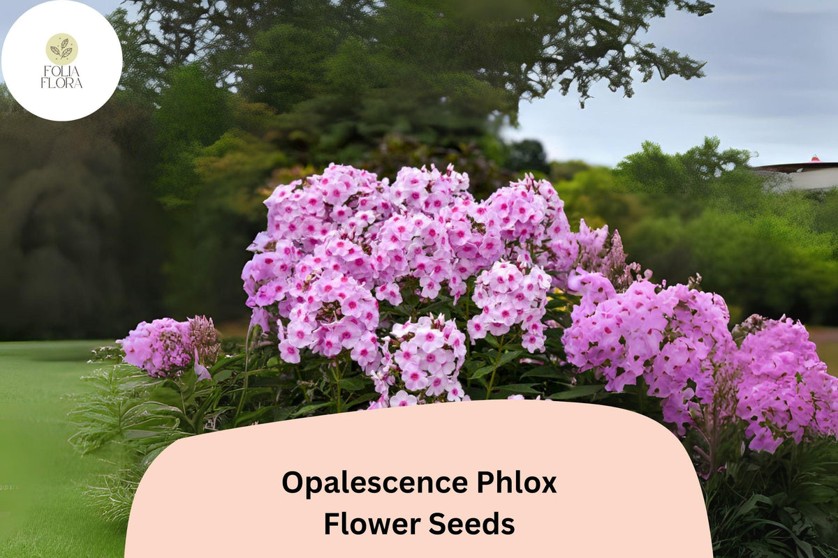 100 Opalescence Phlox Seeds - Phlox paniculata Soft Pink & White Perennial Flowers