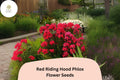 100 Red Riding Hood Phlox Seeds - Bright Red Perennial Flowers