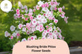 100 Blushing Bride Phlox Seeds - Phlox paniculata Soft Pink Perennial Flowers